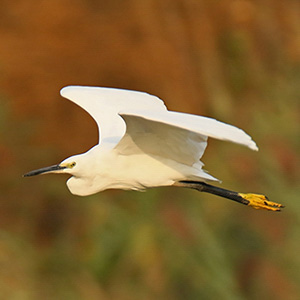 Little Egret